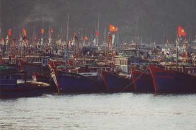 Cat Ba: a row of fishing boats in the harbour